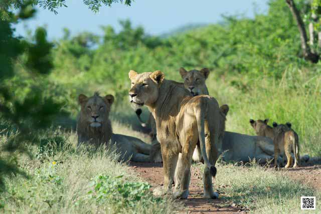 what-is-the-perfect-game-drive-vehicle-on-african-photo-safari