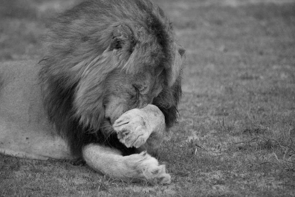 what-should-your-african-safari-insurance-cover