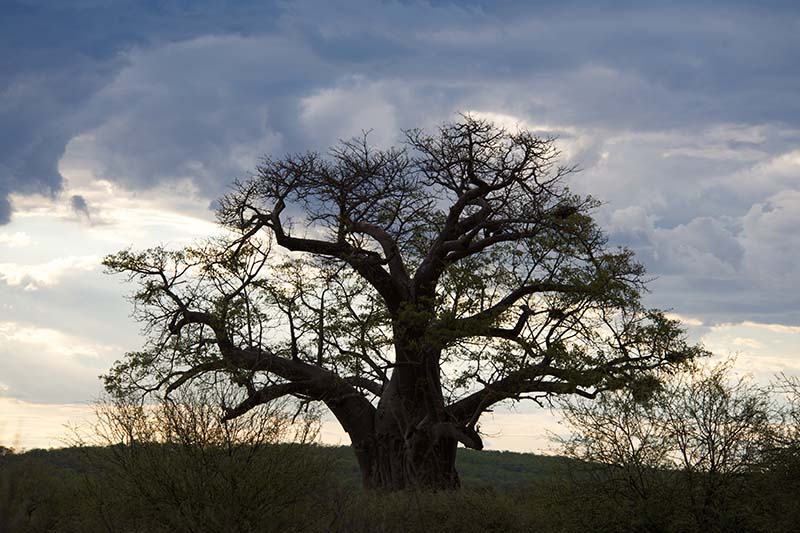 what-to-expect-from-pafuri-in-kruger-national-park