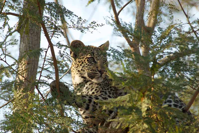 what-to-expect-from-the-african-safari-tour-best-of-kruger-fly-in