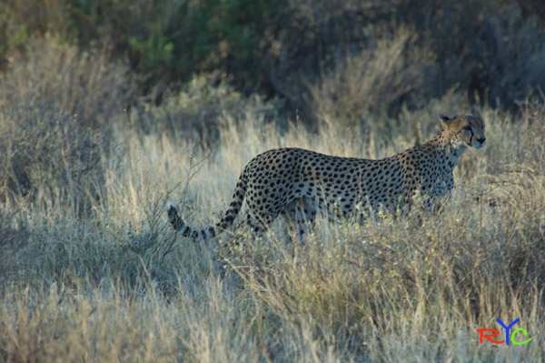 why-on-african-photographic-safari-in-south-africa
