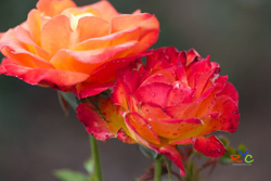 wildlife photography course best practice