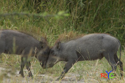 wildlife photography courses kenya masai mara yin yang