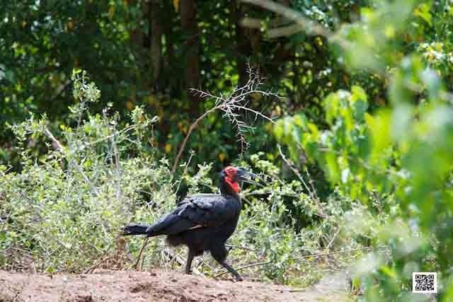 wildlife photography courses Kenya Tanzania south Africa Botswana 3dtrack