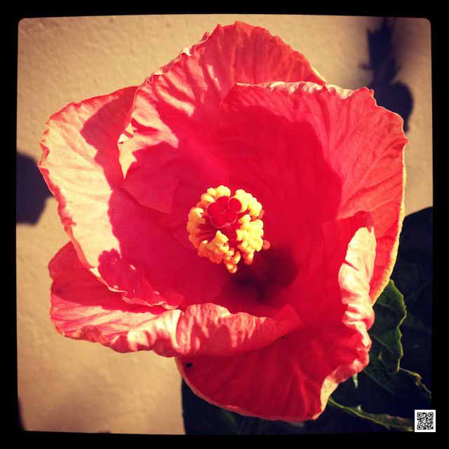 wildlife photography courses Kenya Tanzania south Africa Botswana appart ebook