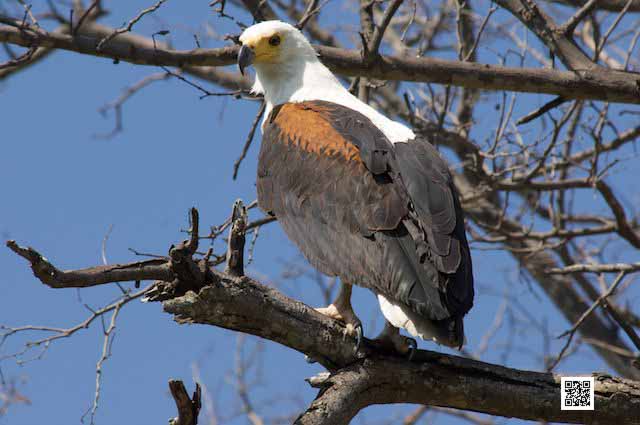 wildlife photography courses Kenya Tanzania south Africa Botswana archery