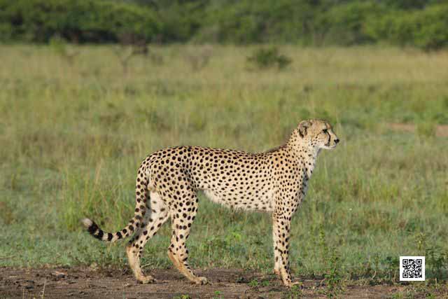 wildlife photography courses Kenya Tanzania south Africa Botswana athletics