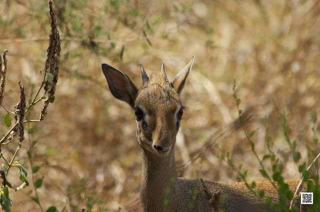 wildlife photography courses Kenya Tanzania south Africa Botswana clean lens
