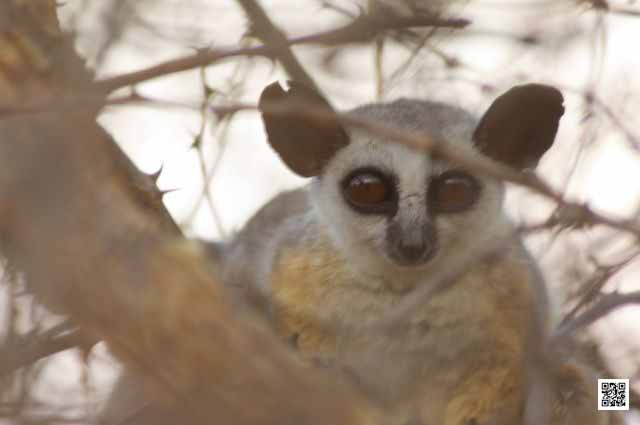 <br />wildlife photography courses Kenya Tanzania south Africa Botswana<br /><br />wildlife photography courses Kenya Tanzania south Africa Botswana<br />wildlife photography courses Kenya Tanzania south Africa Botswana fashion