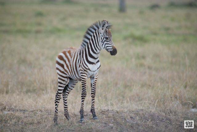 wildlife photography courses Kenya Tanzania south Africa Botswana fear fear