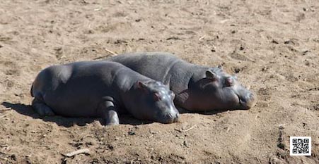 wildlife photography courses Kenya Tanzania south Africa Botswana indie library