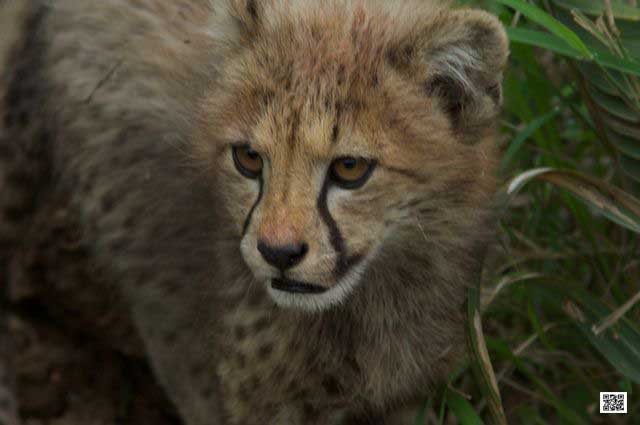 wildlife photography courses Kenya Tanzania south Africa Botswana intuition in photo