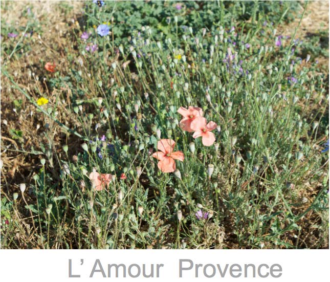 wildlife photography courses Kenya Tanzania south Africa Botswana lamour ebook