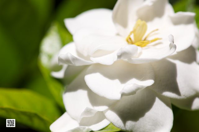 wildlife photography courses Kenya Tanzania south Africa Botswana macro