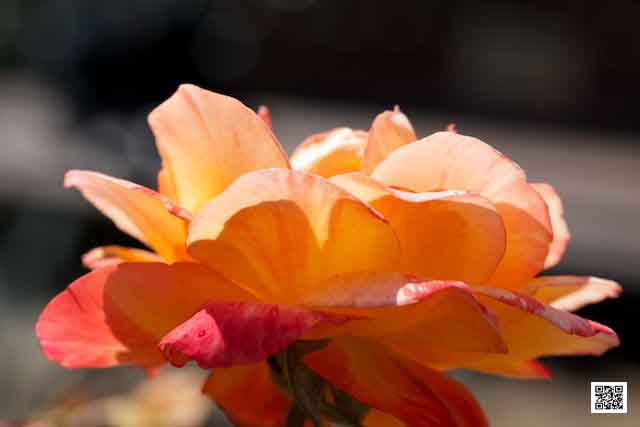 wildlife photography courses Kenya Tanzania south Africa Botswana marketing