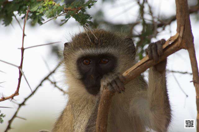 wildlife photography courses Kenya Tanzania south Africa Botswana pain