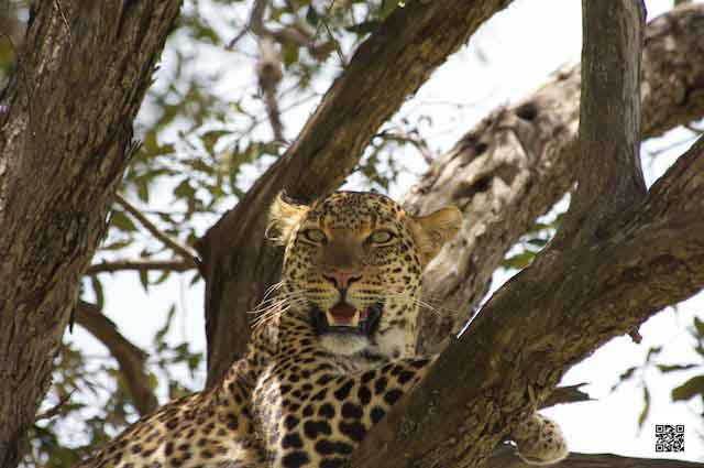 wildlife photography courses Kenya Tanzania south Africa Botswana perseverance