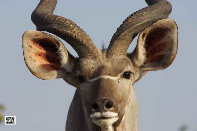 wildlife photography courses Kenya Tanzania south Africa Botswana photo love