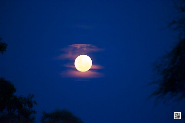 wildlife photography courses Kenya Tanzania south Africa Botswana sting