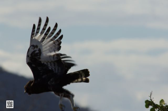 wildlife photography courses Kenya Tanzania south Africa Botswana trances