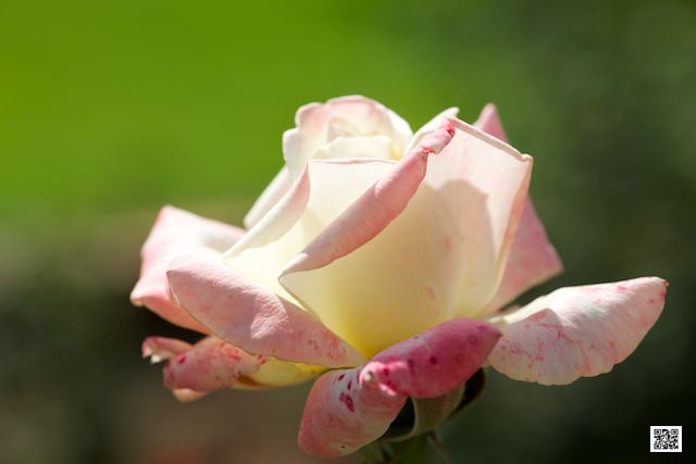 wildlife photography courses Kenya Tanzania south Africa Botswana white rose