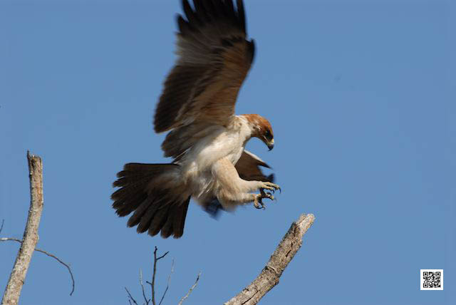 wildlife photography courses Kenya Tanzania south Africa Botswana your limitation