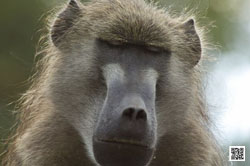 wildlife photography courses masai mara not thinking
