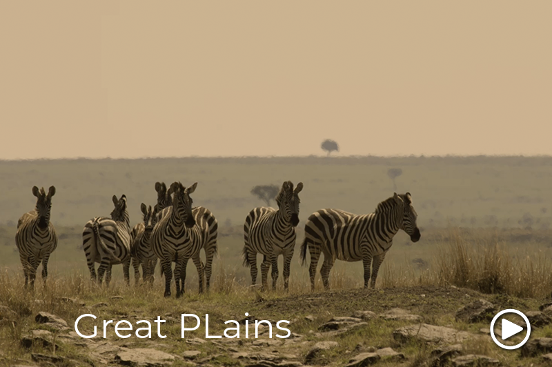 masai mara great plains video