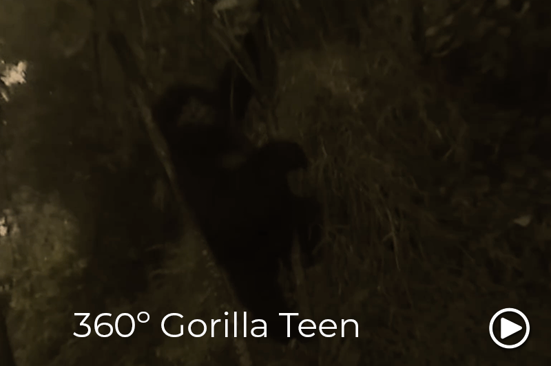 gorilla teen video
