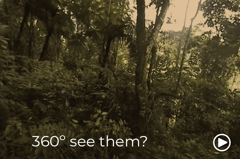 gorilla trek uganda see them video
