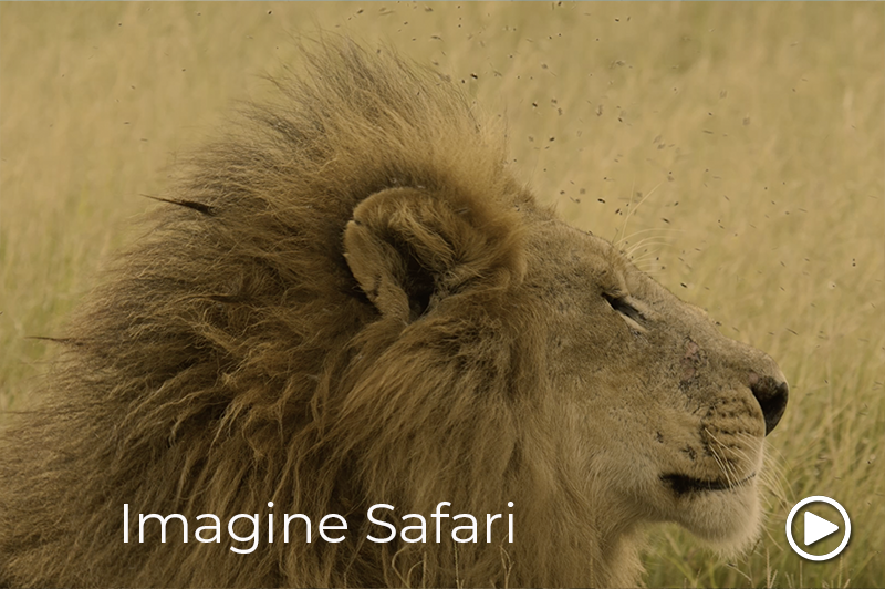 roho ya chui photo safaris