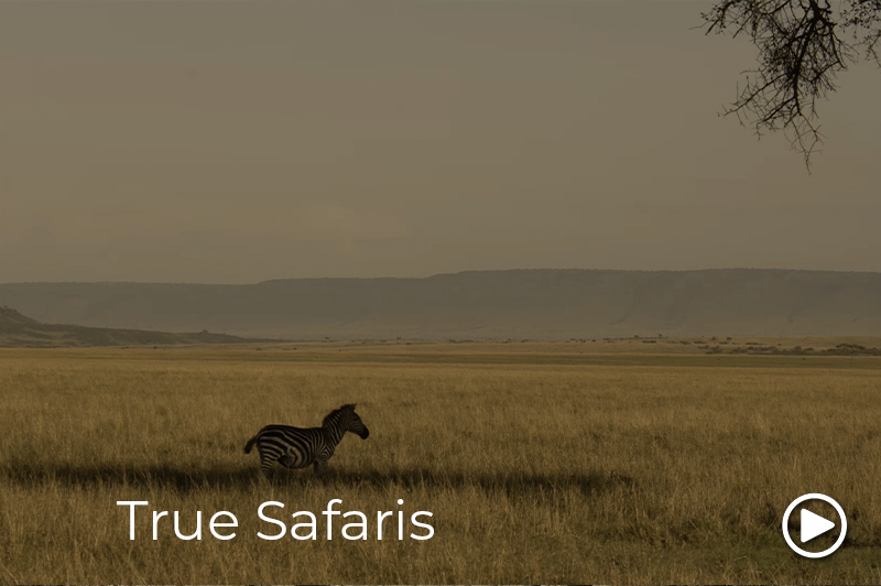true wildlife safaris