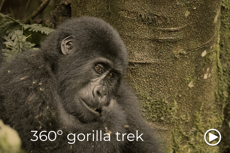 gorilla brothers uganda video