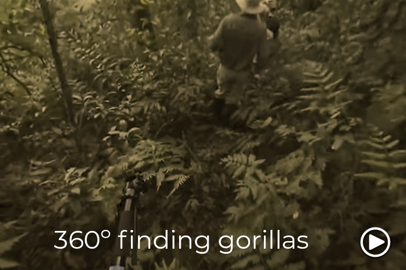 uganda finding the gorillas video