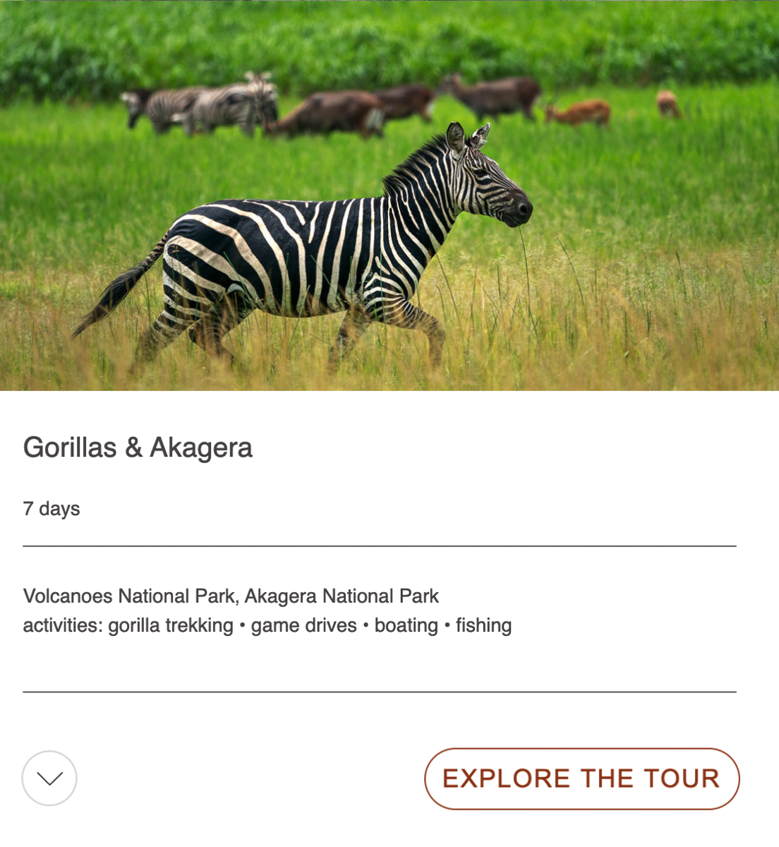 gorillas and akagama tour