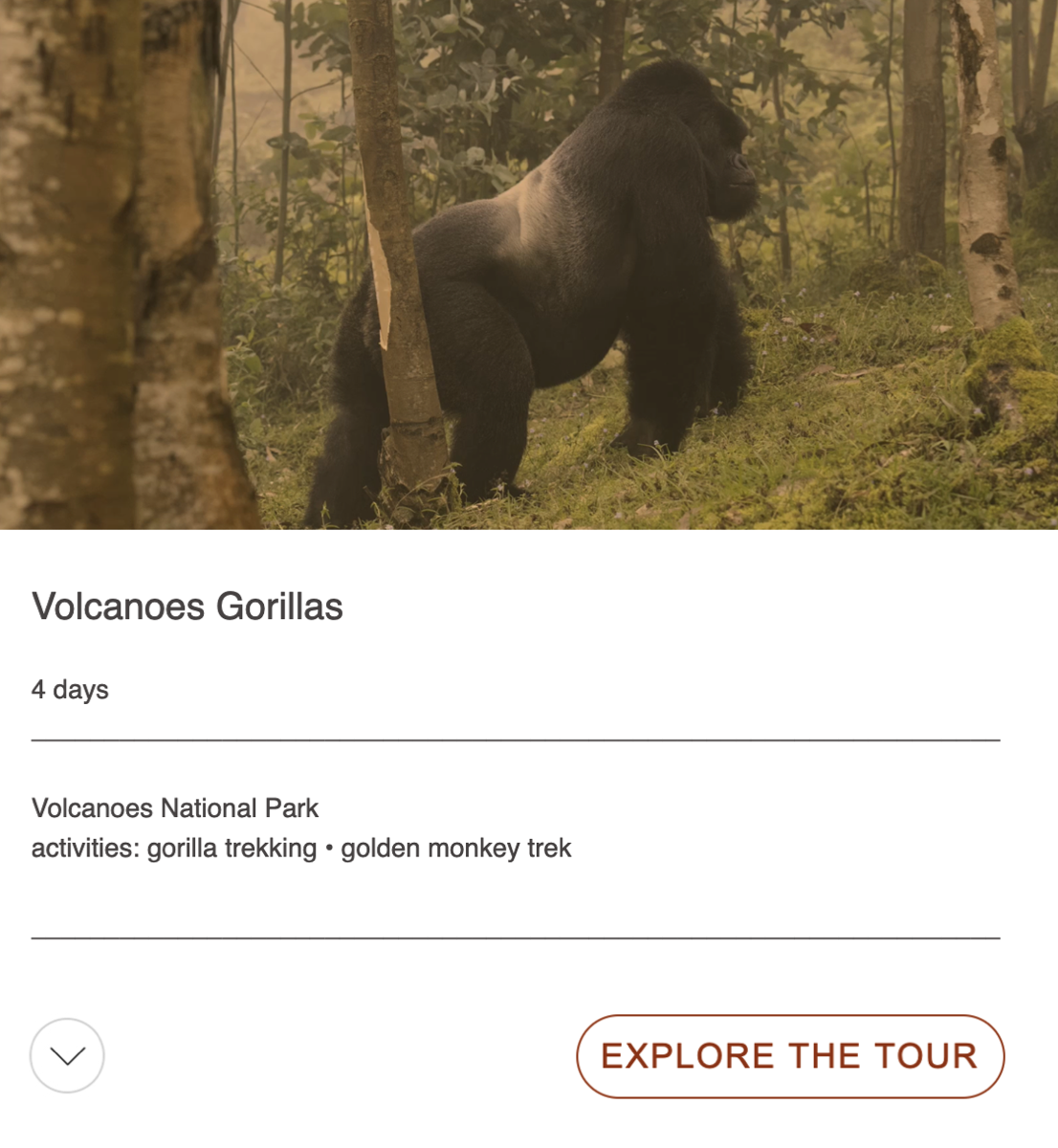volcanoes gorillas tour