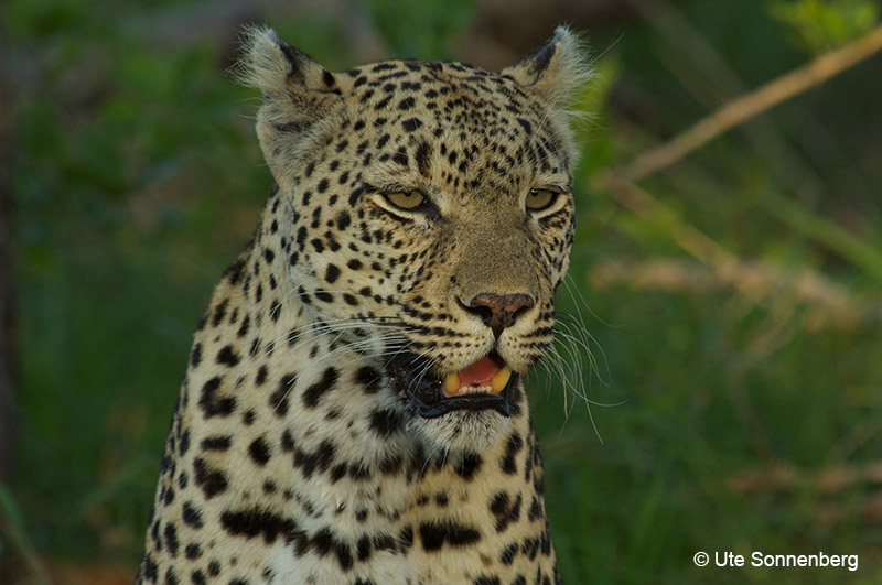 african-safari-holidays-botswana