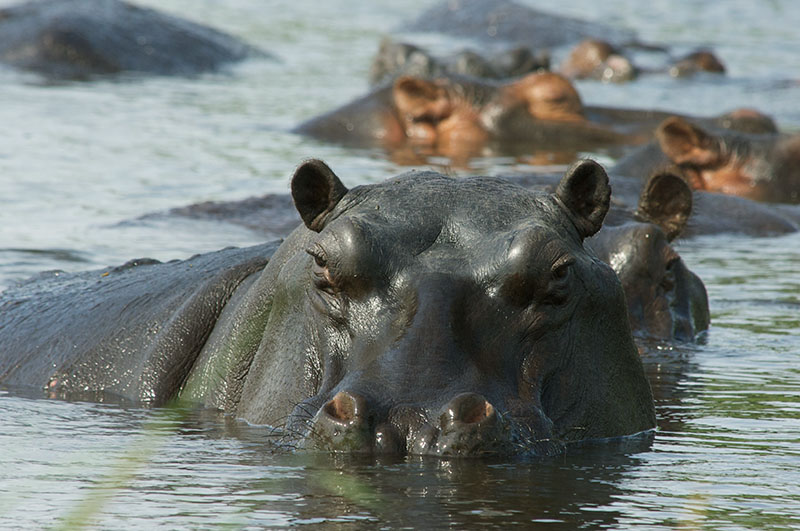 african-safari-travel-2019