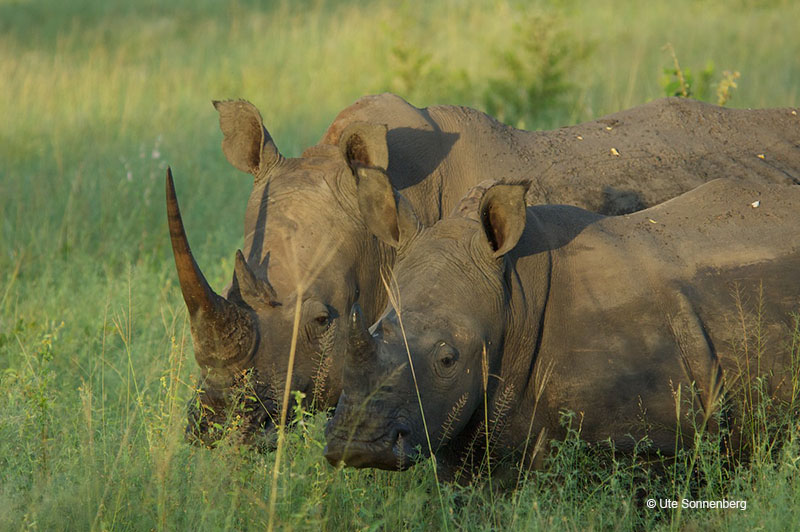 black-and-white-rhino