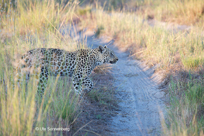 go-on-safari-in-botswana