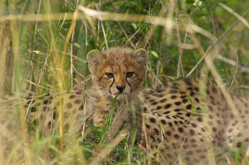 kenya-family-safari-holidays