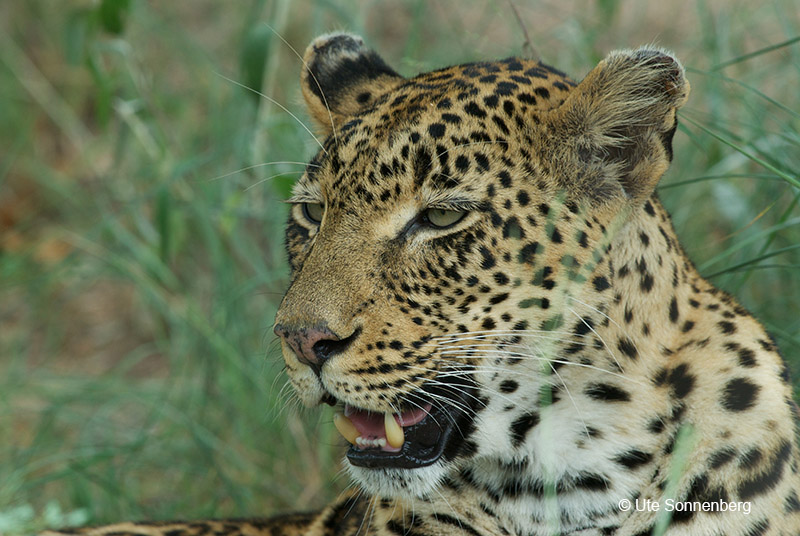 safari-tours-botswana