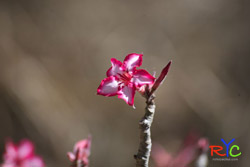 how social media created a world of virtual teams