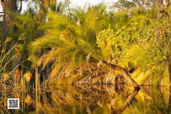 light-okavango-small