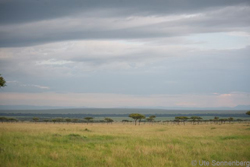 masai mara