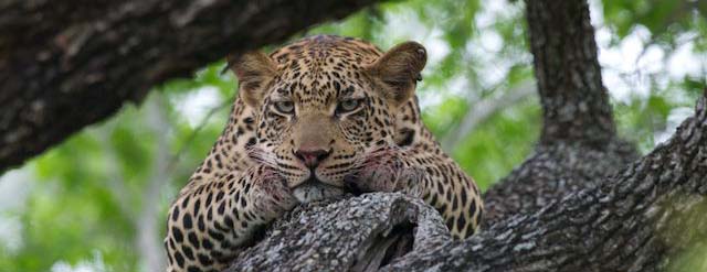 photographic-safaris-south-africa-kenya-botswana-tanzania-wildlife-photography-courses-roho-ya-chui