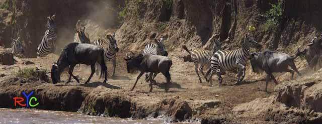 photographic-safaris-south-africa-kenya-botswana-tanzania-wildlife-photography-courses-roho-ya-chui.jpg