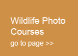 wildlife photo courses