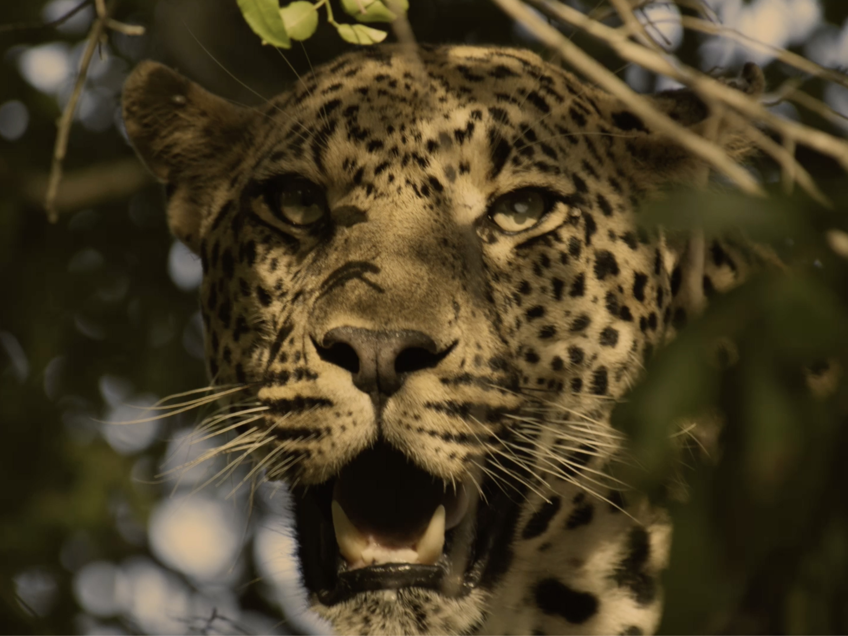 shorty leopard sepia