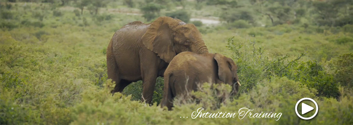 intuition training on african safari